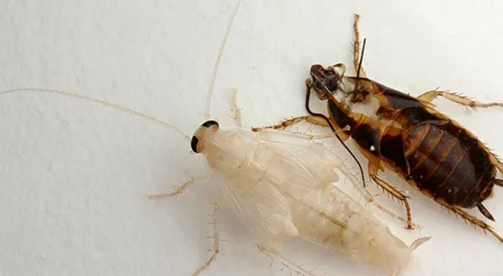 Cucaracha albina