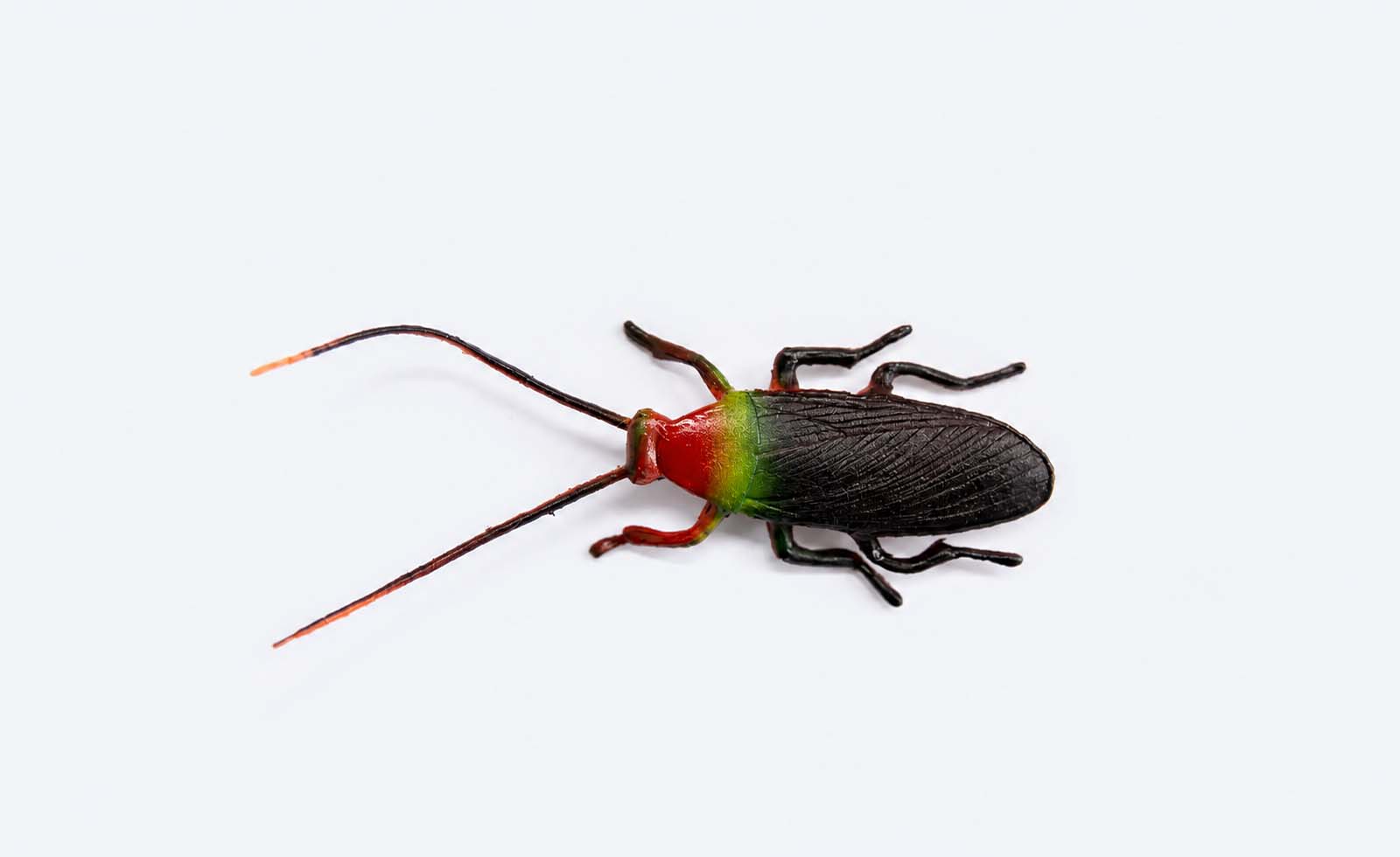 Diferencias entre la Cucaracha Alemana Macho y Hembra