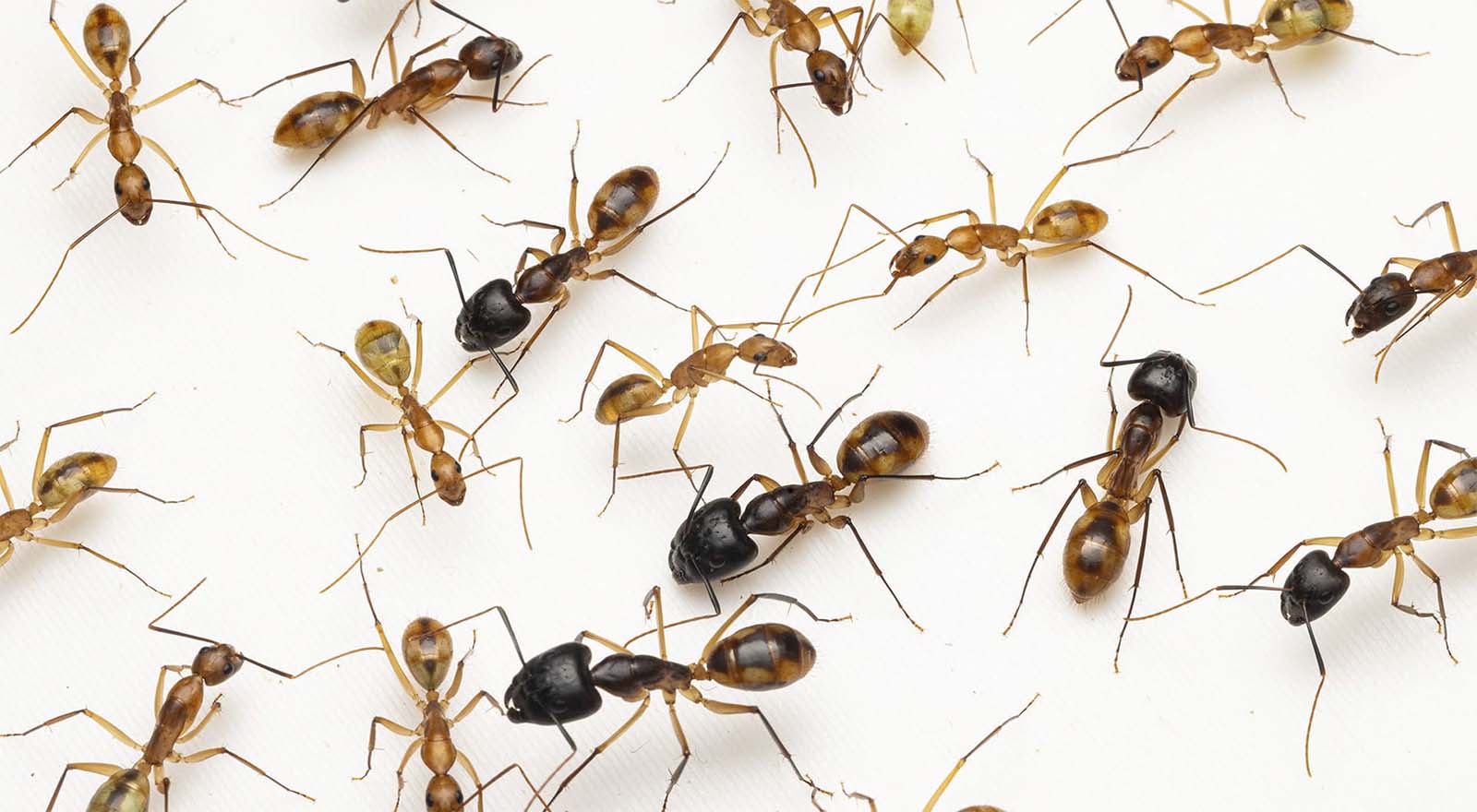 Fumigación de hormigas