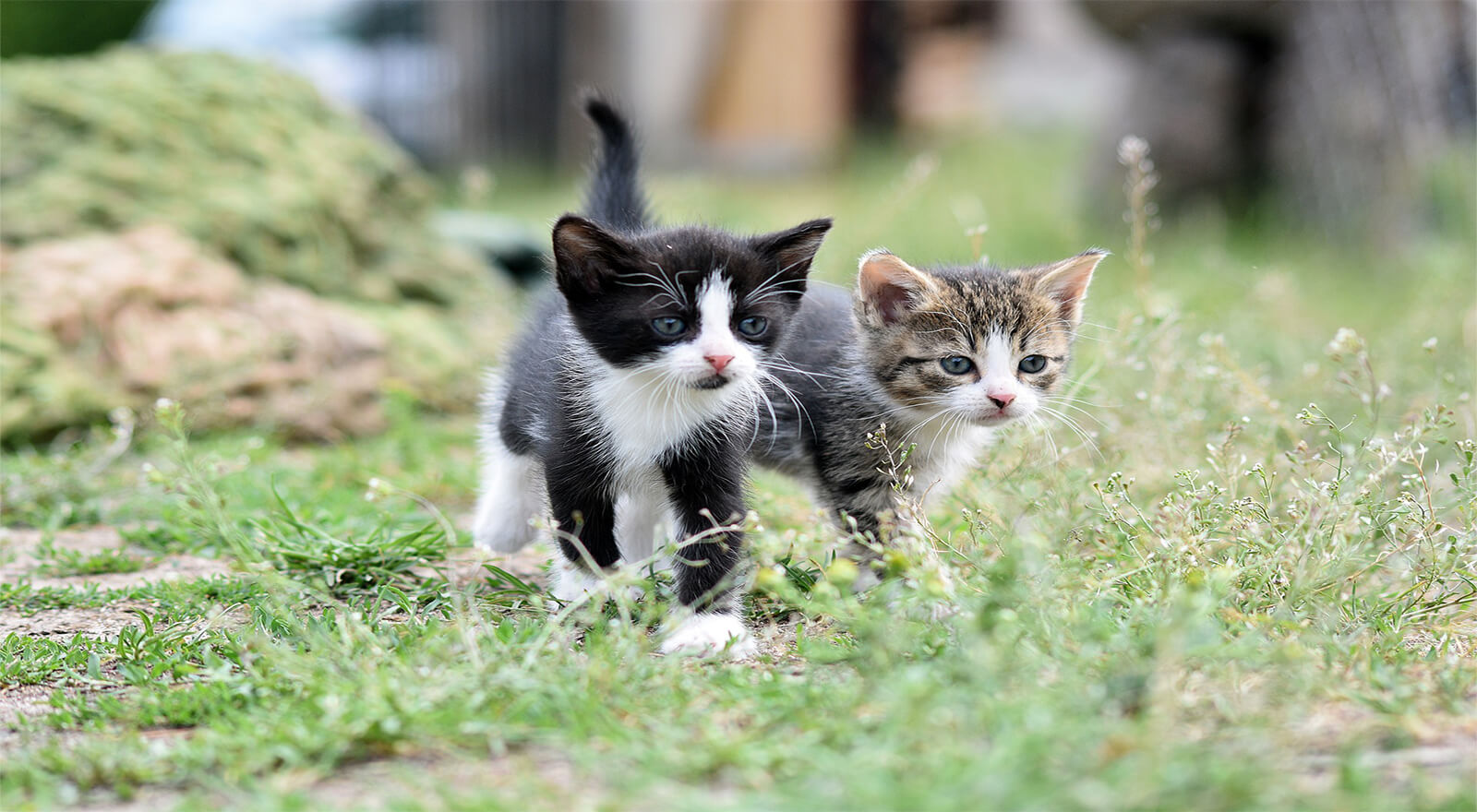 Gato intoxicado insecticida