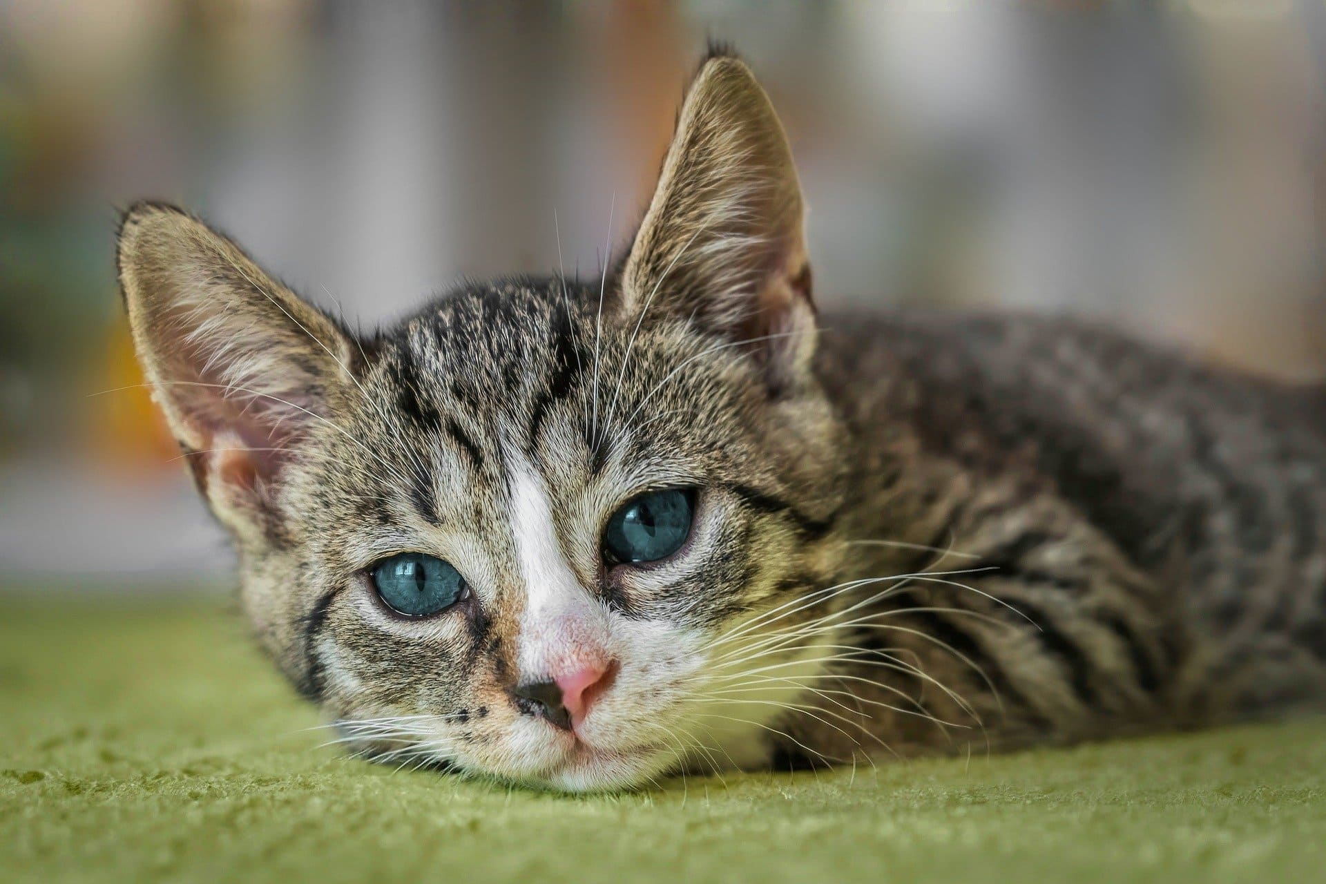 Gato intoxicado insecticida