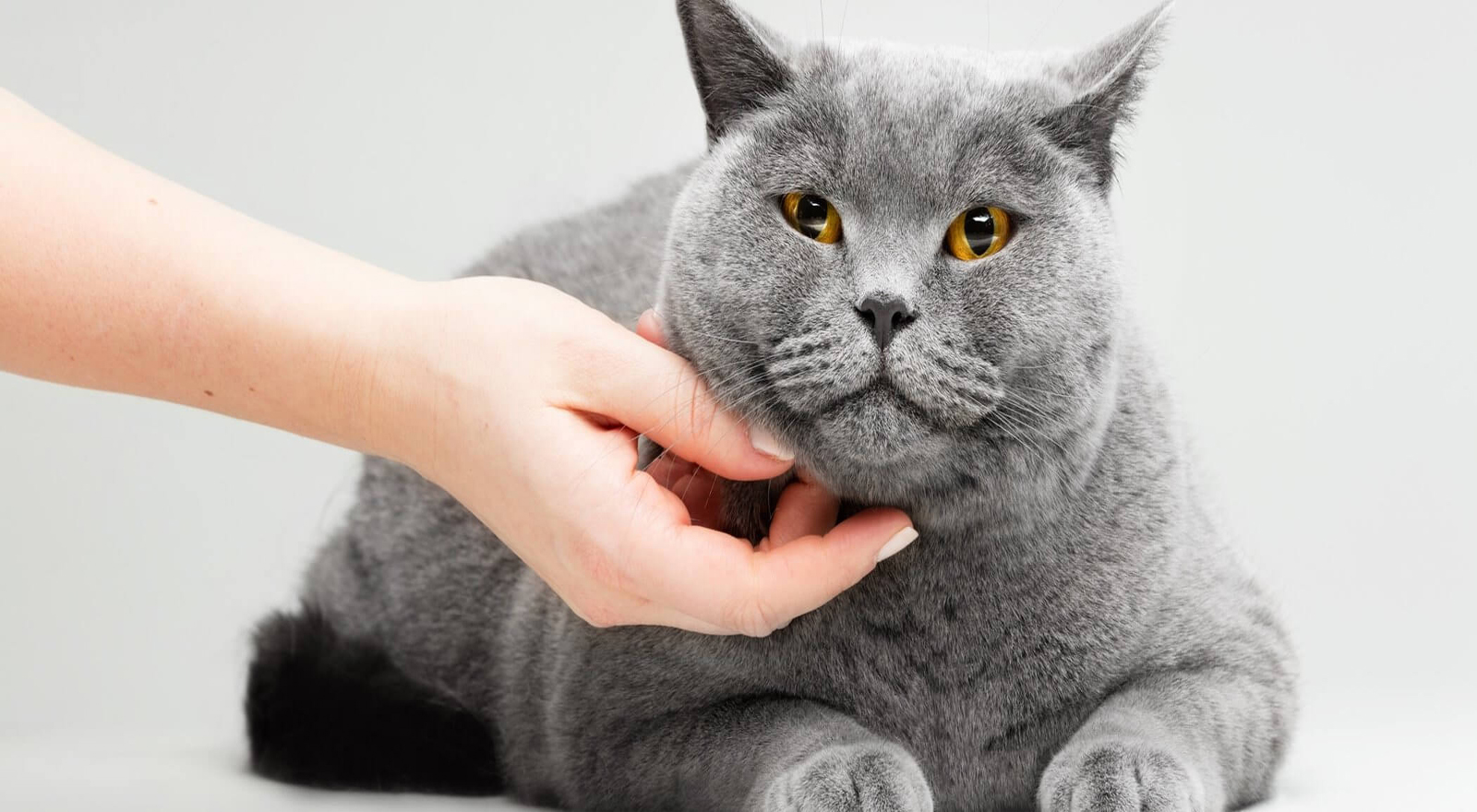 Por qué ronronean los gatos