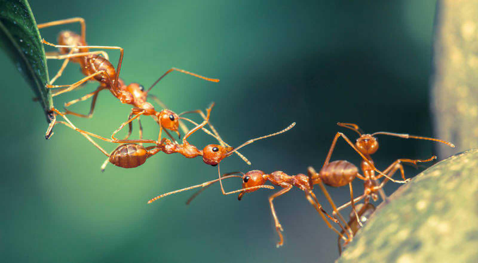 Como quitar las hormigas de las plantas