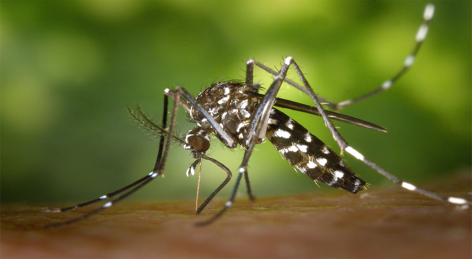 Mosquitos Madrid