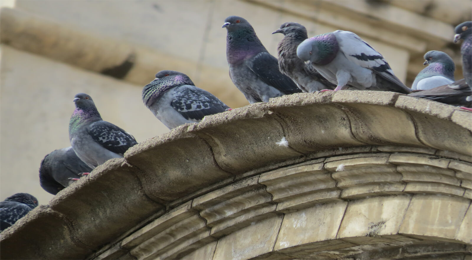 Control de palomas Madrid