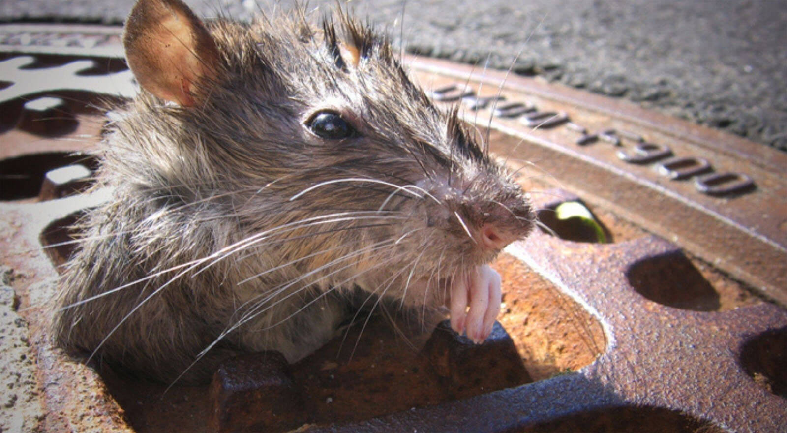 Tratamiento contra ratas en alcantarillado