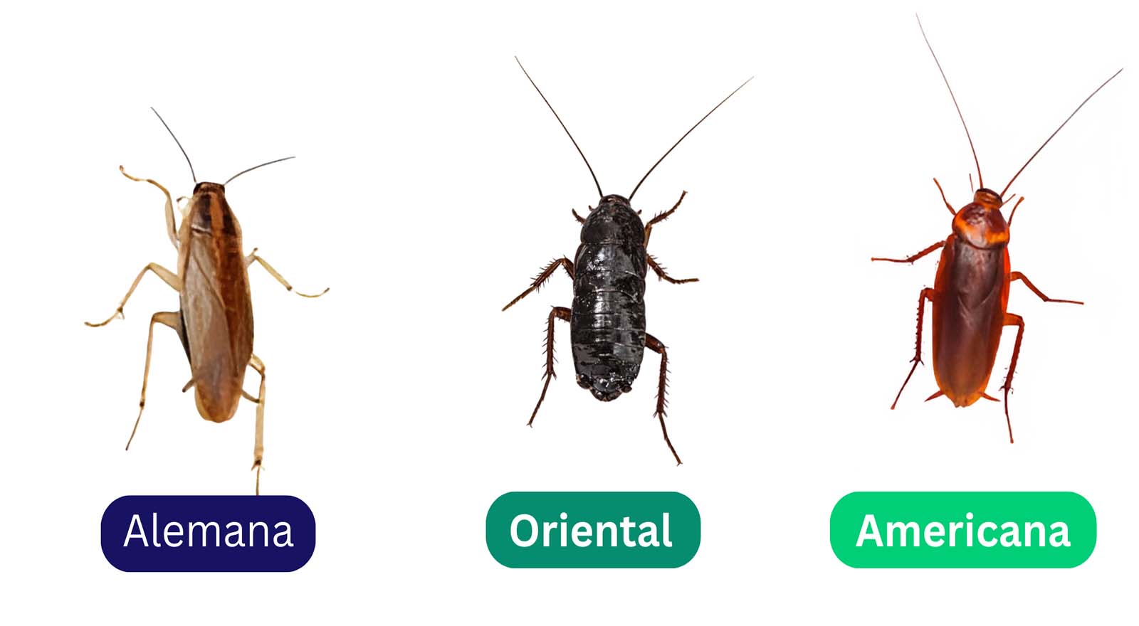 Tipos de cucarachas en Madrid